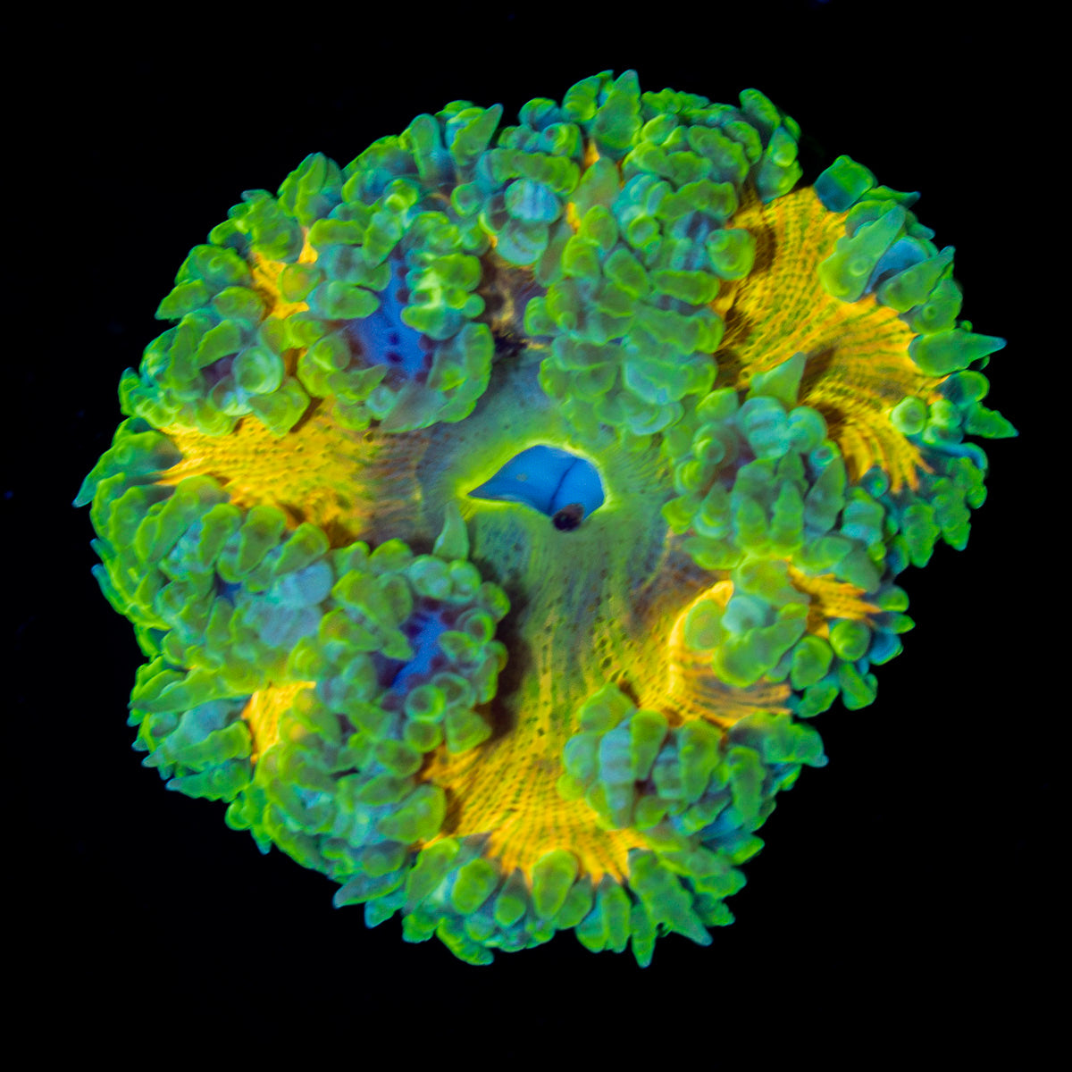 Ultra Rock Flower Anemone with colorful oral disc in reef aquarium