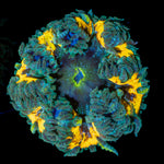 Ultra Rock Flower Anemone with colorful oral disc in reef aquarium
