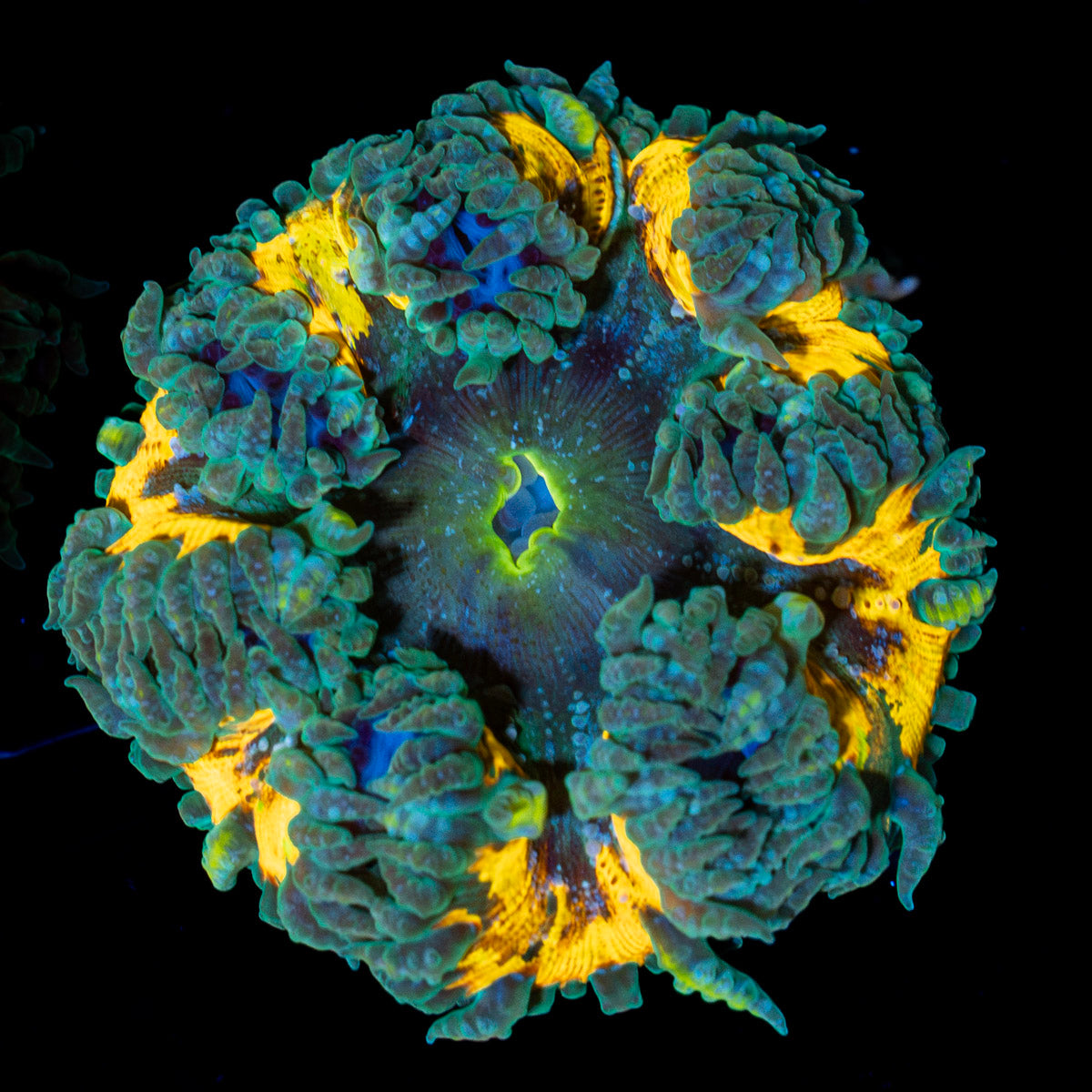 Ultra Rock Flower Anemone with colorful oral disc in reef aquarium