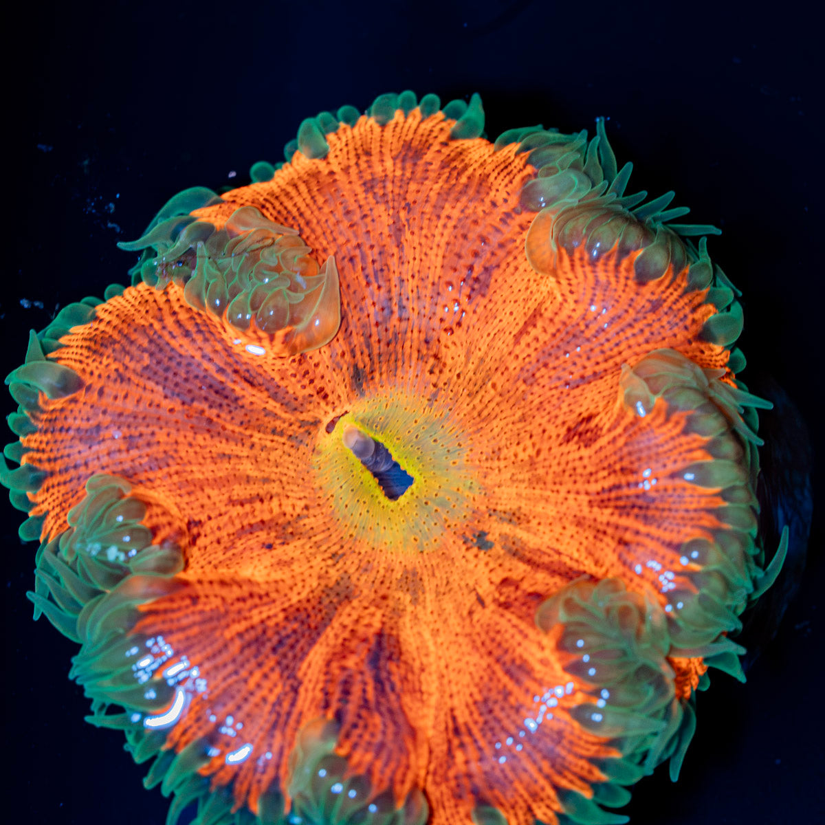 Ultra Rock Flower Anemone with colorful oral disc in reef aquarium