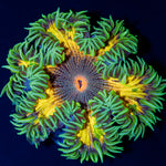 Ultra Rock Flower Anemone with colorful oral disc in reef aquarium