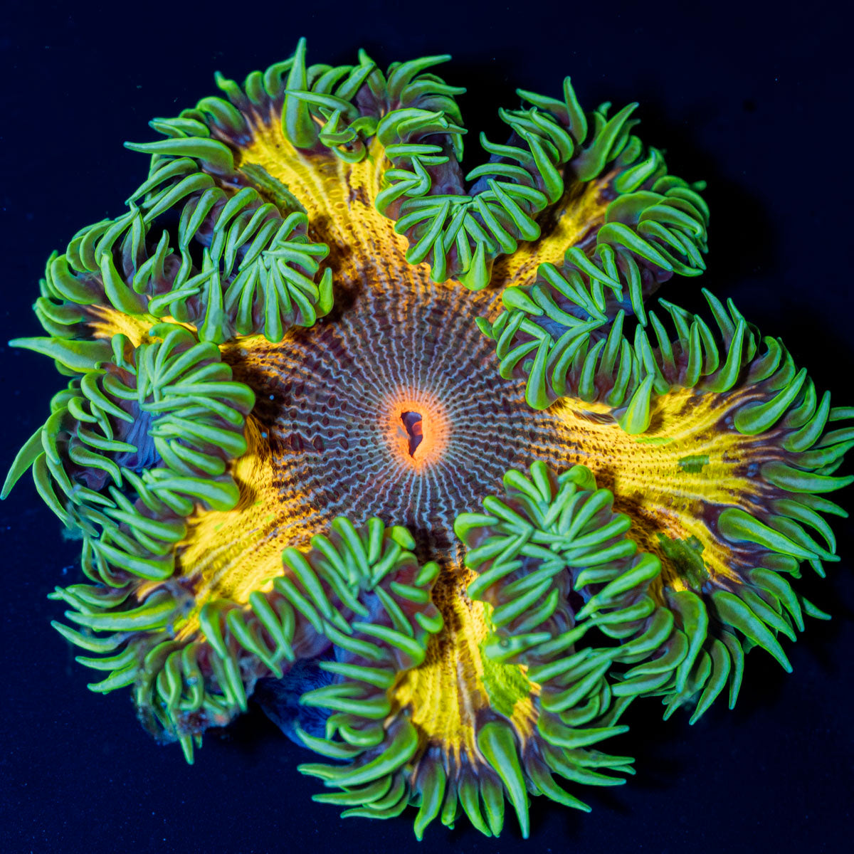 Ultra Rock Flower Anemone with colorful oral disc in reef aquarium