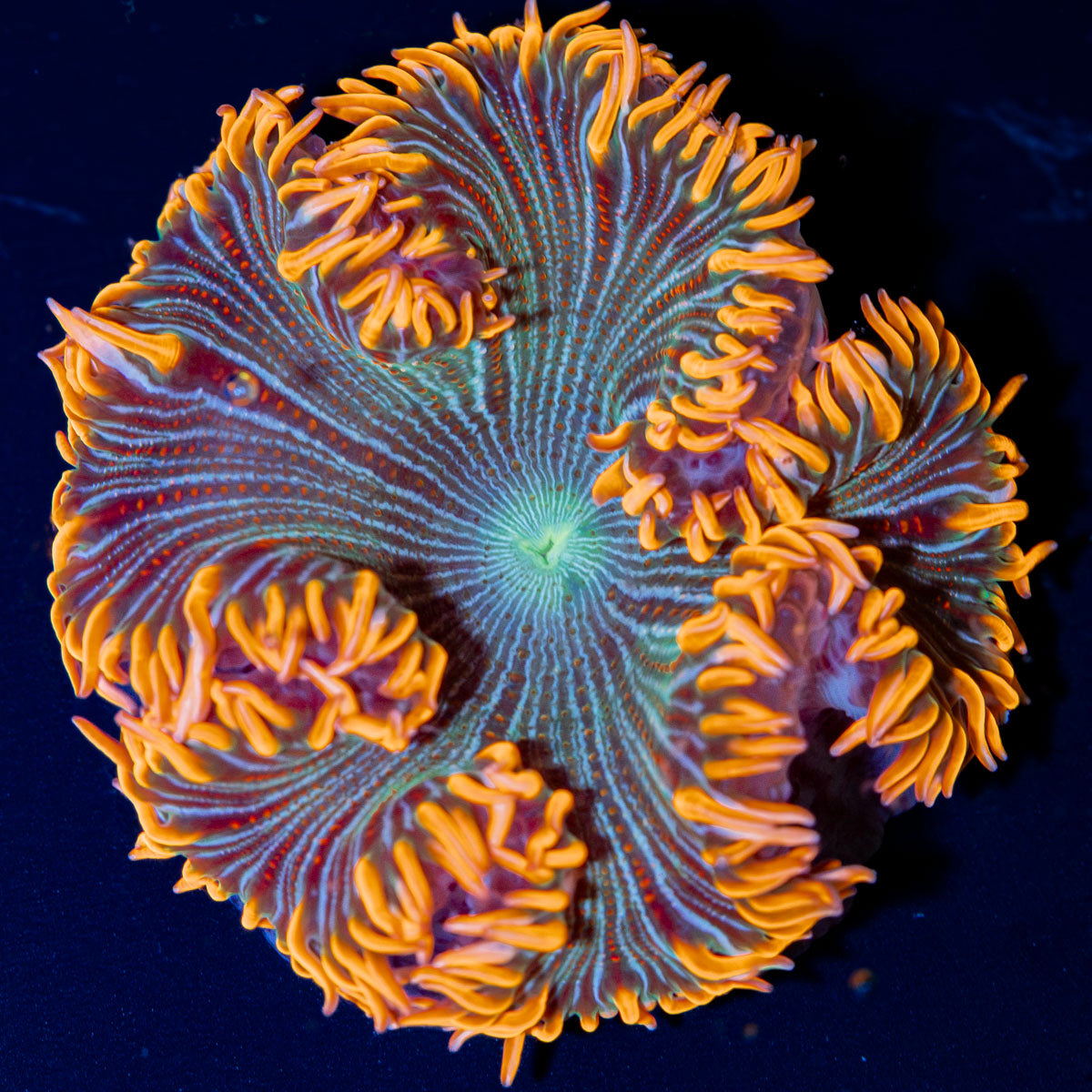 Ultra Rock Flower Anemone with colorful oral disc in reef aquarium