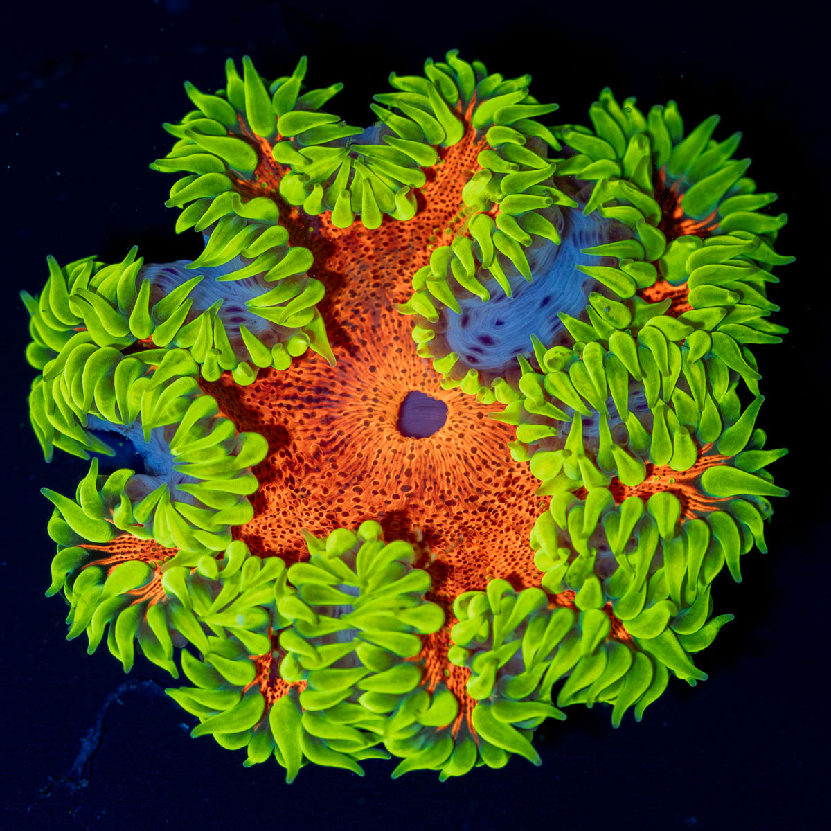 Ultra Rock Flower Anemone with colorful oral disc in reef aquarium