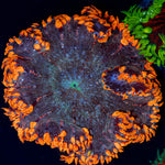 Ultra Rock Flower Anemone with colorful oral disc in reef aquarium