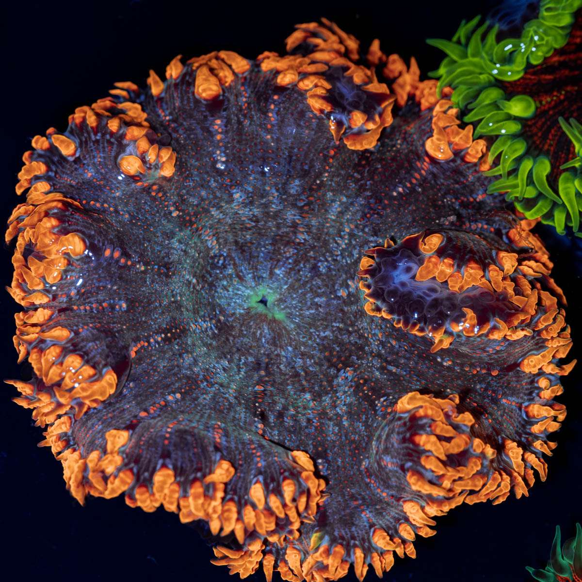 Ultra Rock Flower Anemone with colorful oral disc in reef aquarium