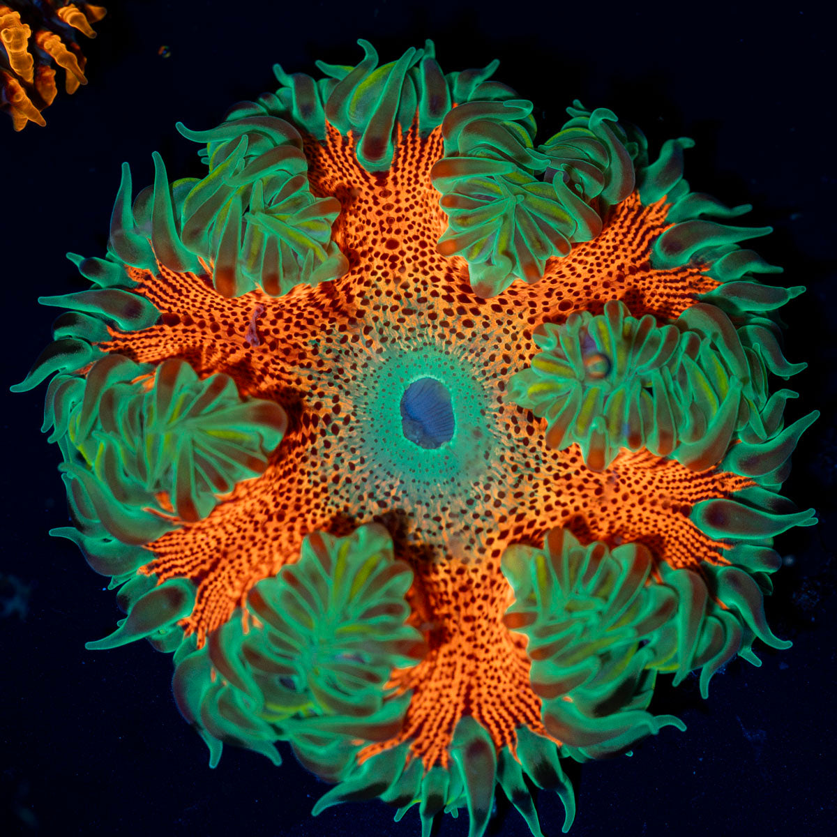 Ultra Rock Flower Anemone with colorful oral disc in reef aquarium
