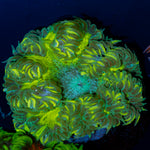 Ultra Rock Flower Anemone with colorful oral disc in reef aquarium