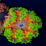 Ultra Rock Flower Anemone with colorful oral disc in reef aquarium