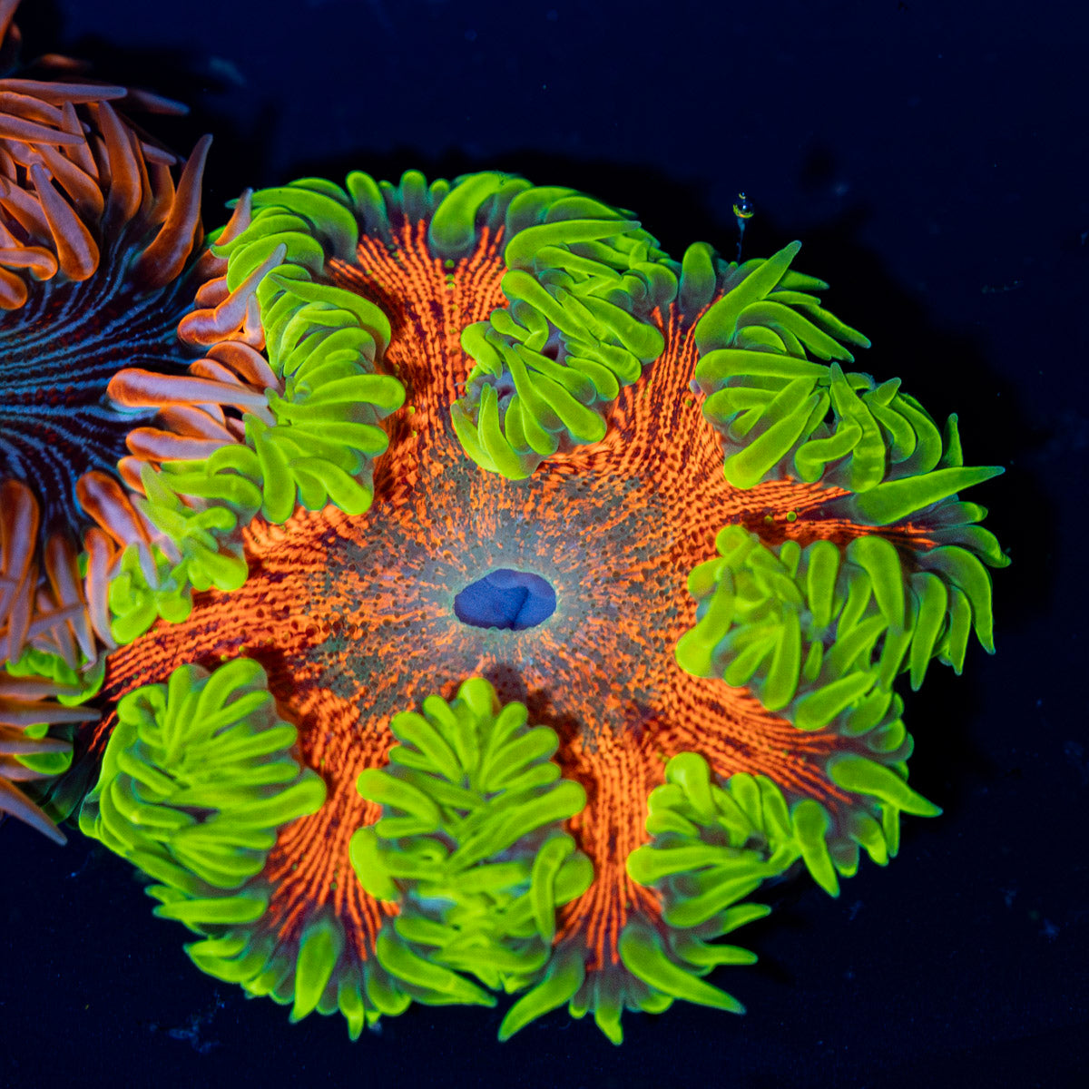 Ultra Rock Flower Anemone with colorful oral disc in reef aquarium