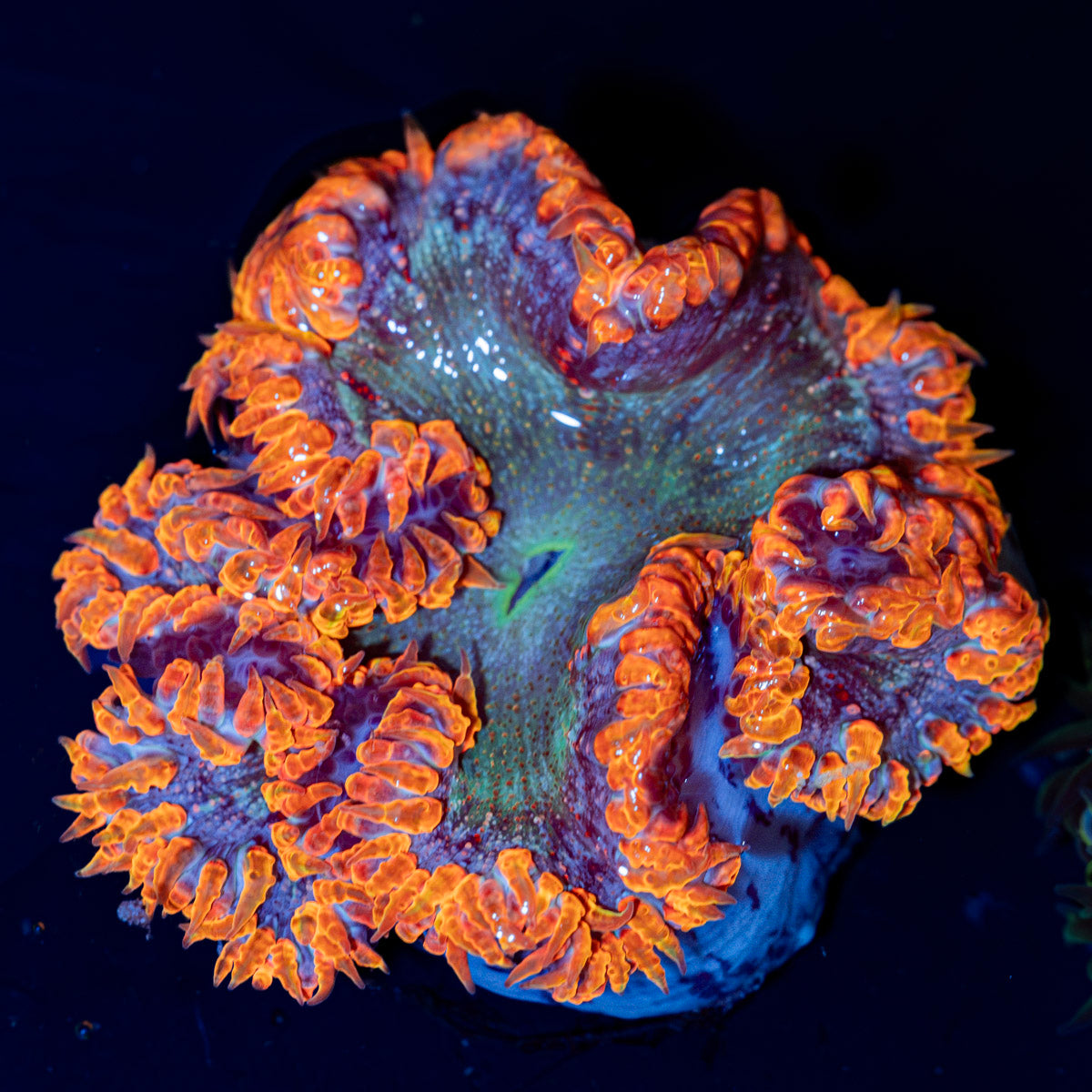 Ultra Rock Flower Anemone with colorful oral disc in reef aquarium