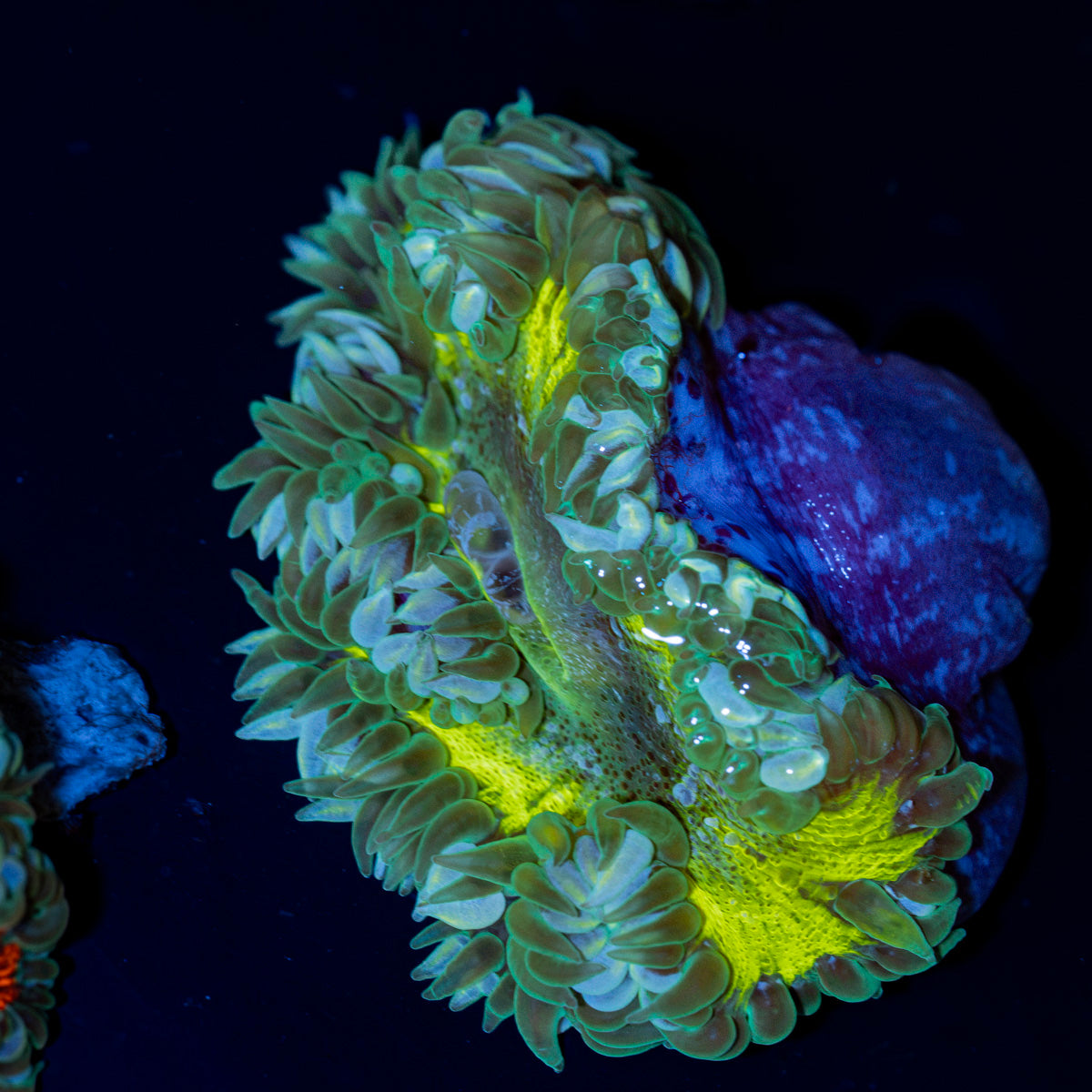 Ultra Rock Flower Anemone with colorful oral disc in reef aquarium