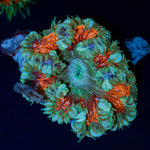 Ultra Rock Flower Anemone with colorful oral disc in reef aquarium