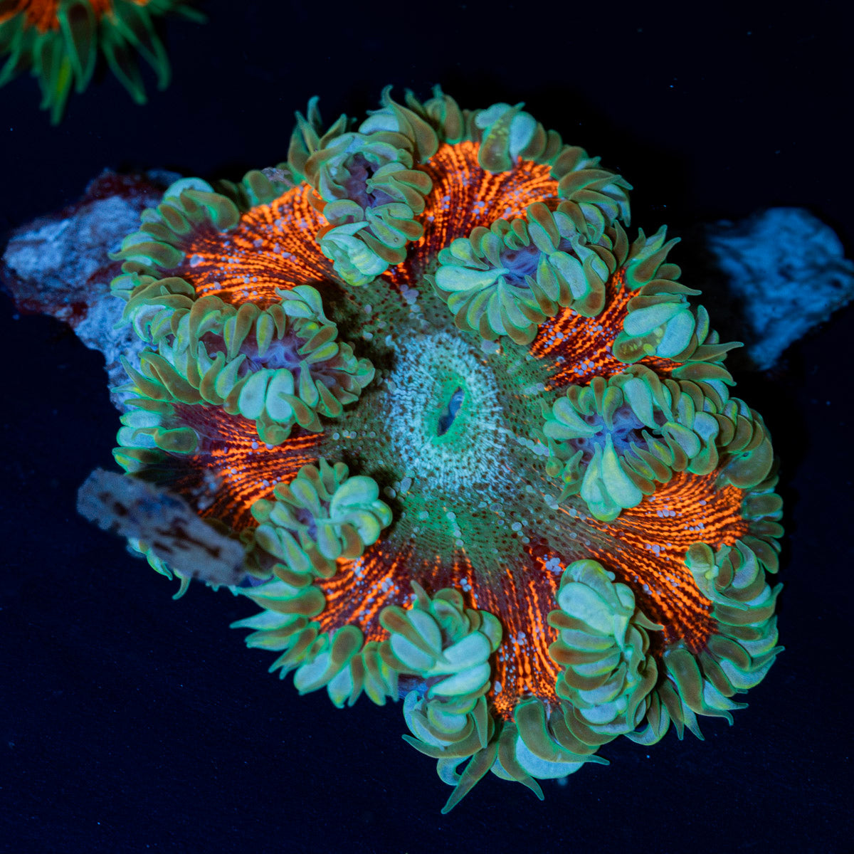 Ultra Rock Flower Anemone with colorful oral disc in reef aquarium