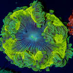 Ultra Rock Flower Anemone with colorful oral disc in reef aquarium