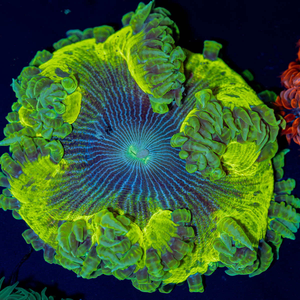 Ultra Rock Flower Anemone with colorful oral disc in reef aquarium