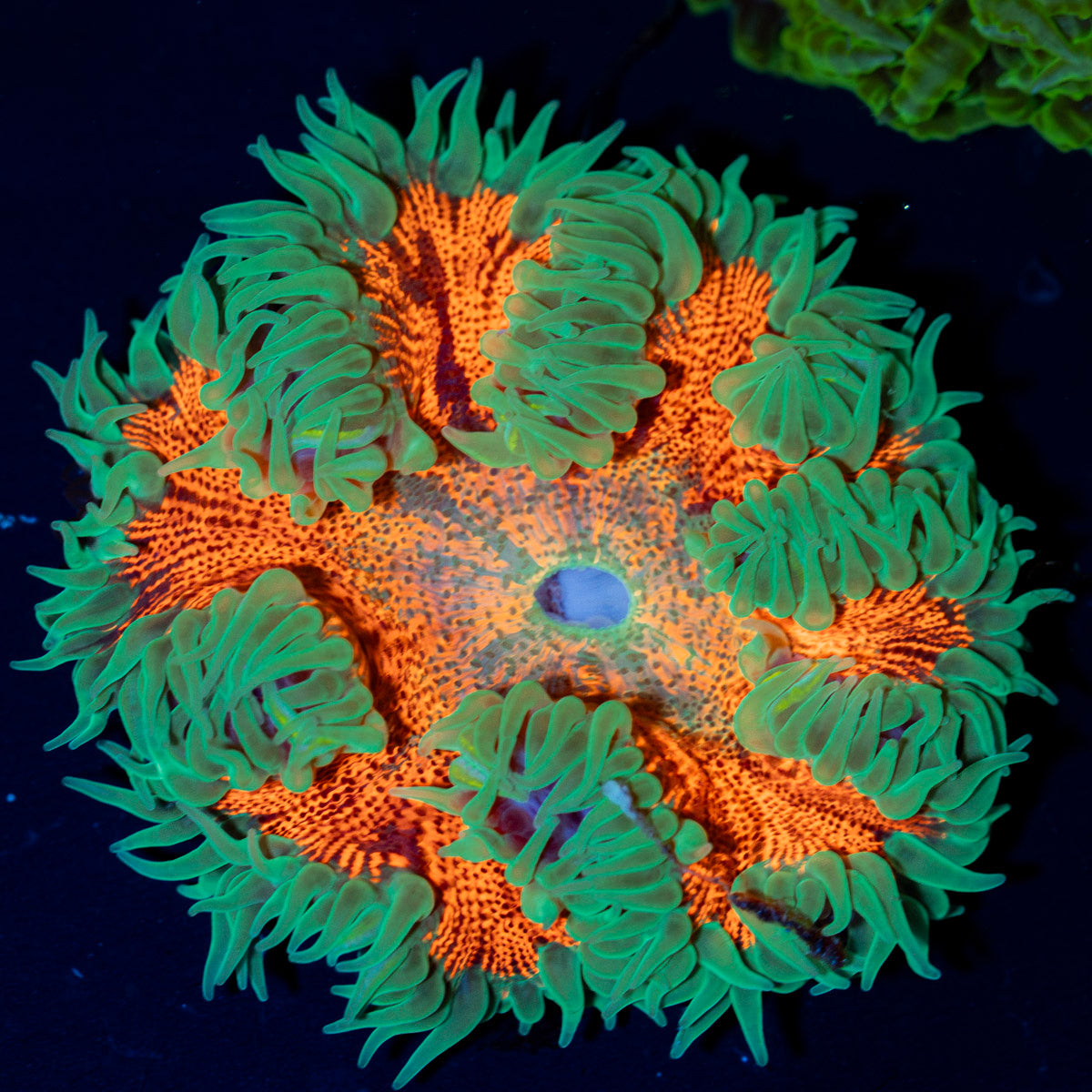 Ultra Rock Flower Anemone with colorful oral disc in reef aquarium