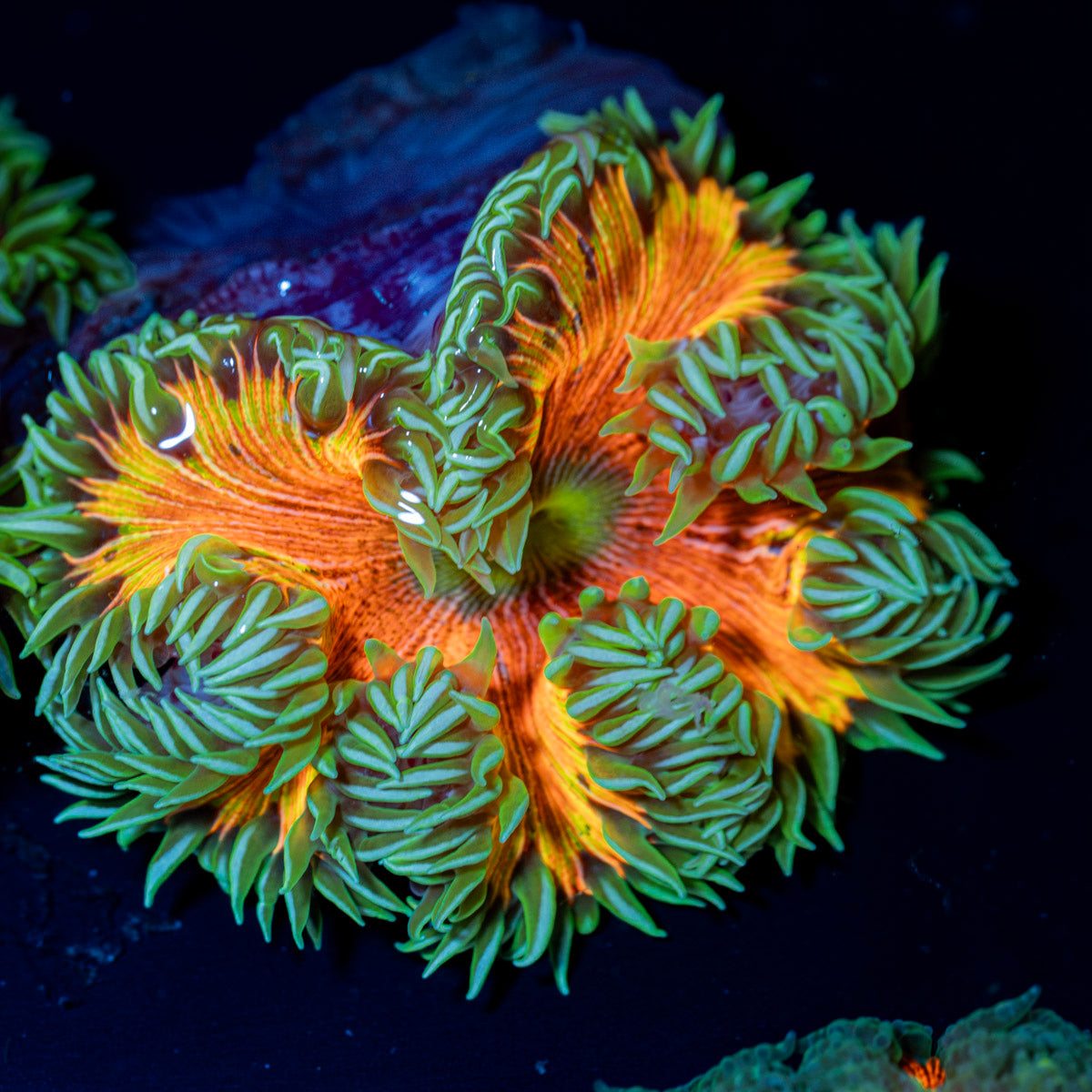 Ultra Rock Flower Anemone with colorful oral disc in reef aquarium