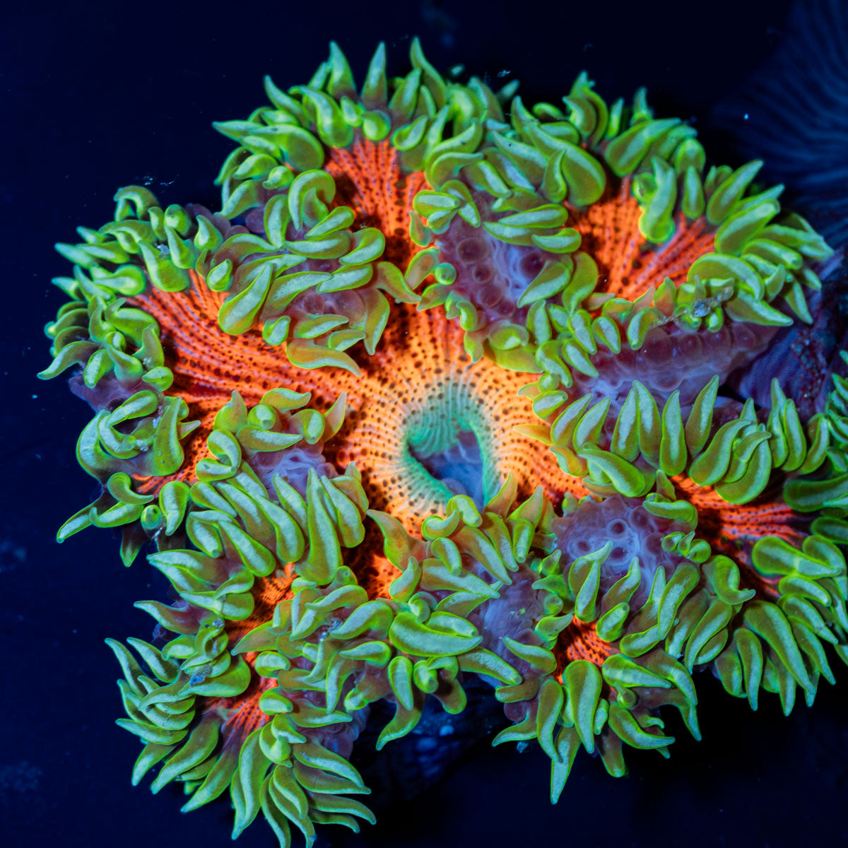 Ultra Rock Flower Anemone with colorful oral disc in reef aquarium