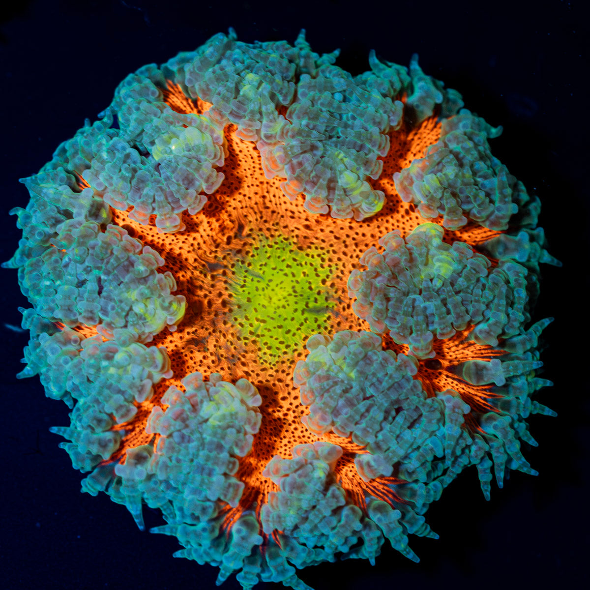 Ultra Rock Flower Anemone with colorful oral disc in reef aquarium