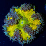 Ultra Rock Flower Anemone with colorful oral disc in reef aquarium