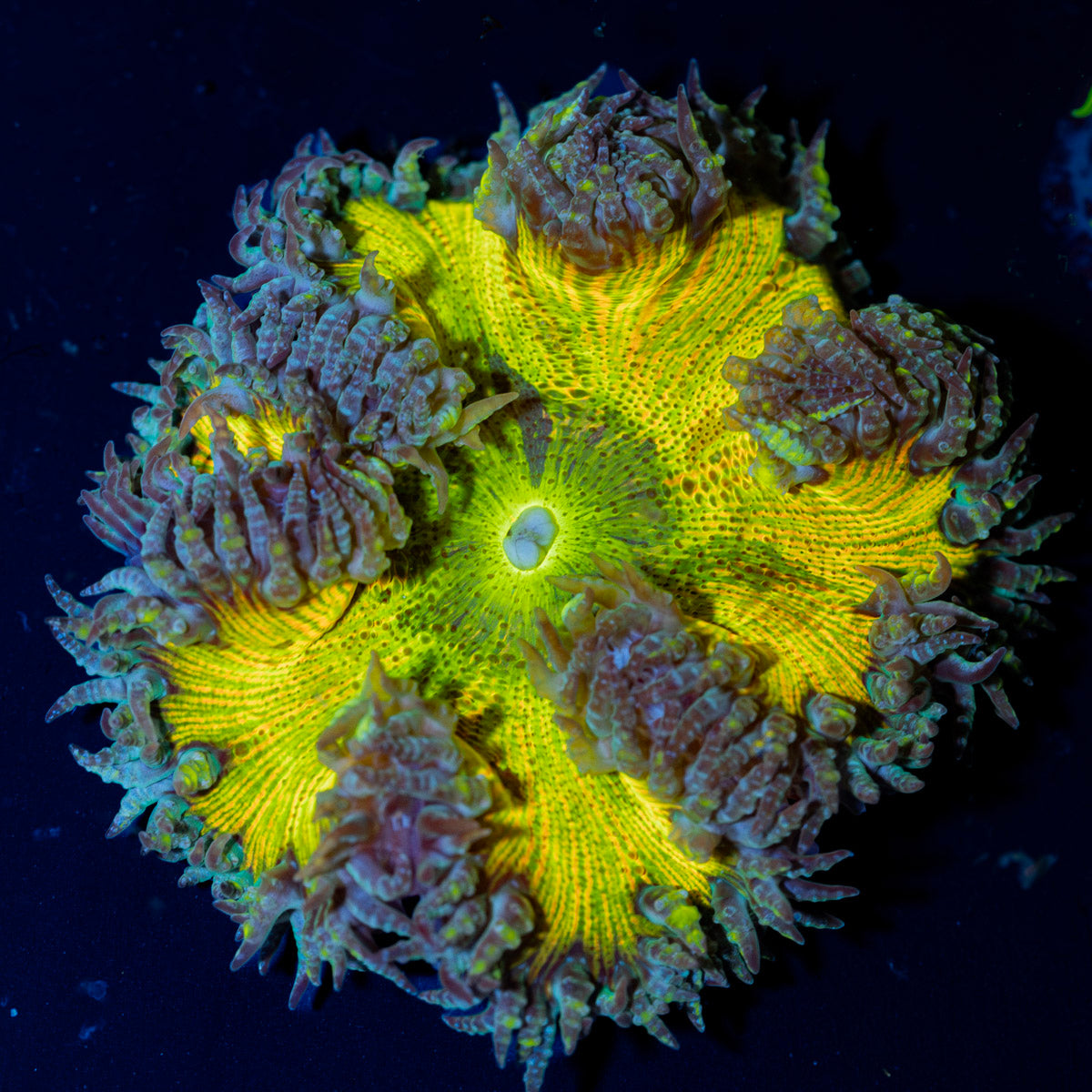 Ultra Rock Flower Anemone with colorful oral disc in reef aquarium