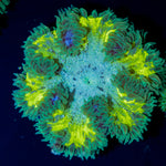 Ultra Rock Flower Anemone with colorful oral disc in reef aquarium