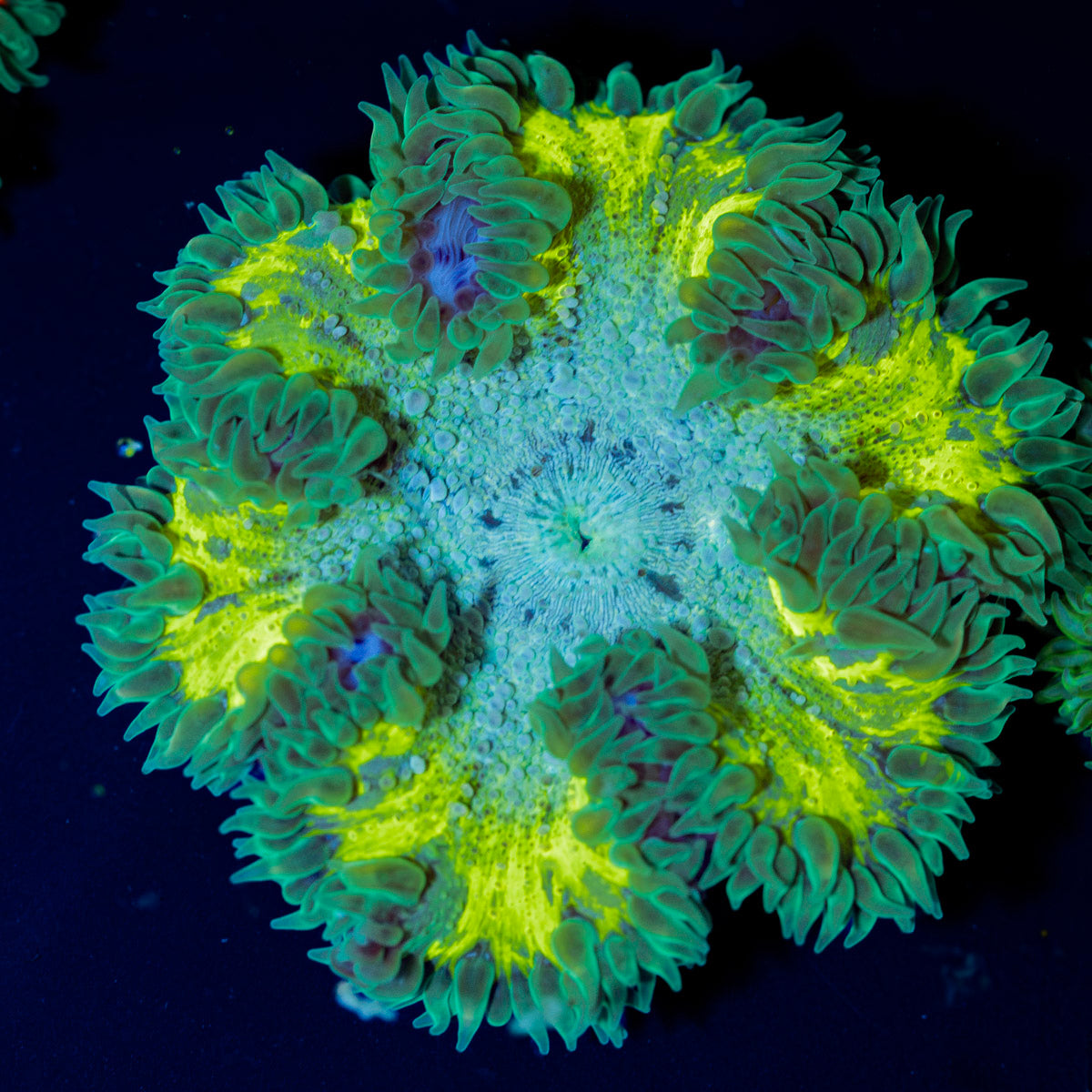 Ultra Rock Flower Anemone with colorful oral disc in reef aquarium