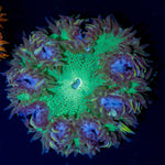 Ultra Rock Flower Anemone with colorful oral disc in reef aquarium