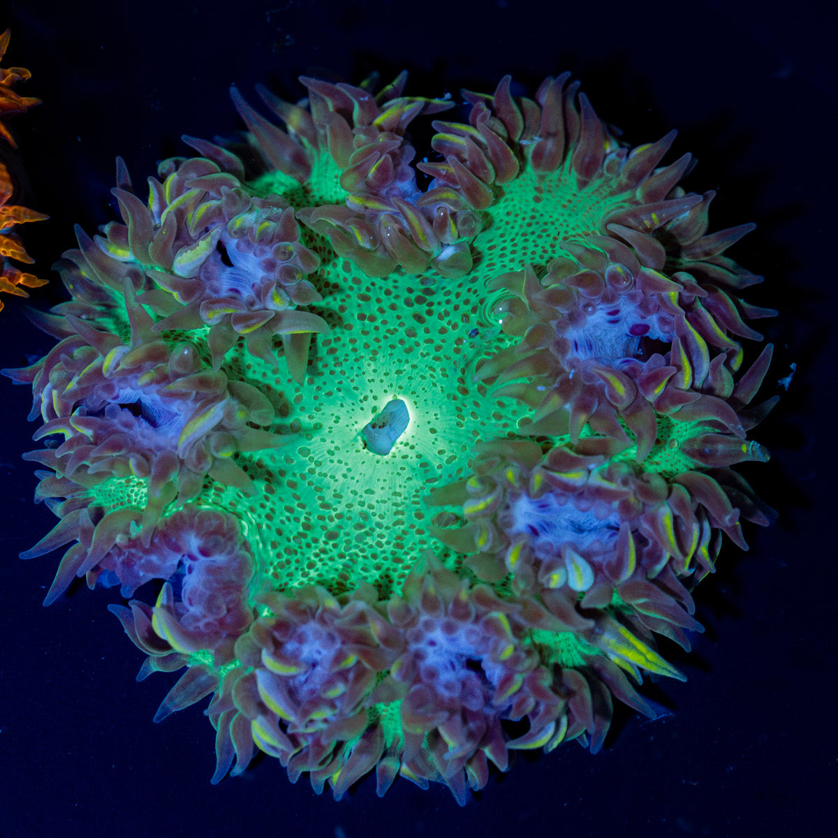 Ultra Rock Flower Anemone with colorful oral disc in reef aquarium