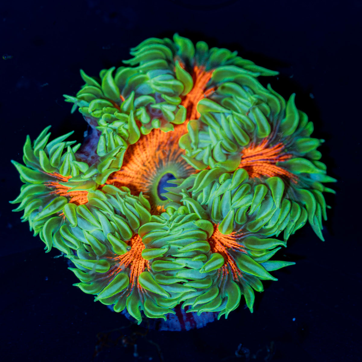 Ultra Rock Flower Anemone with colorful oral disc in reef aquarium