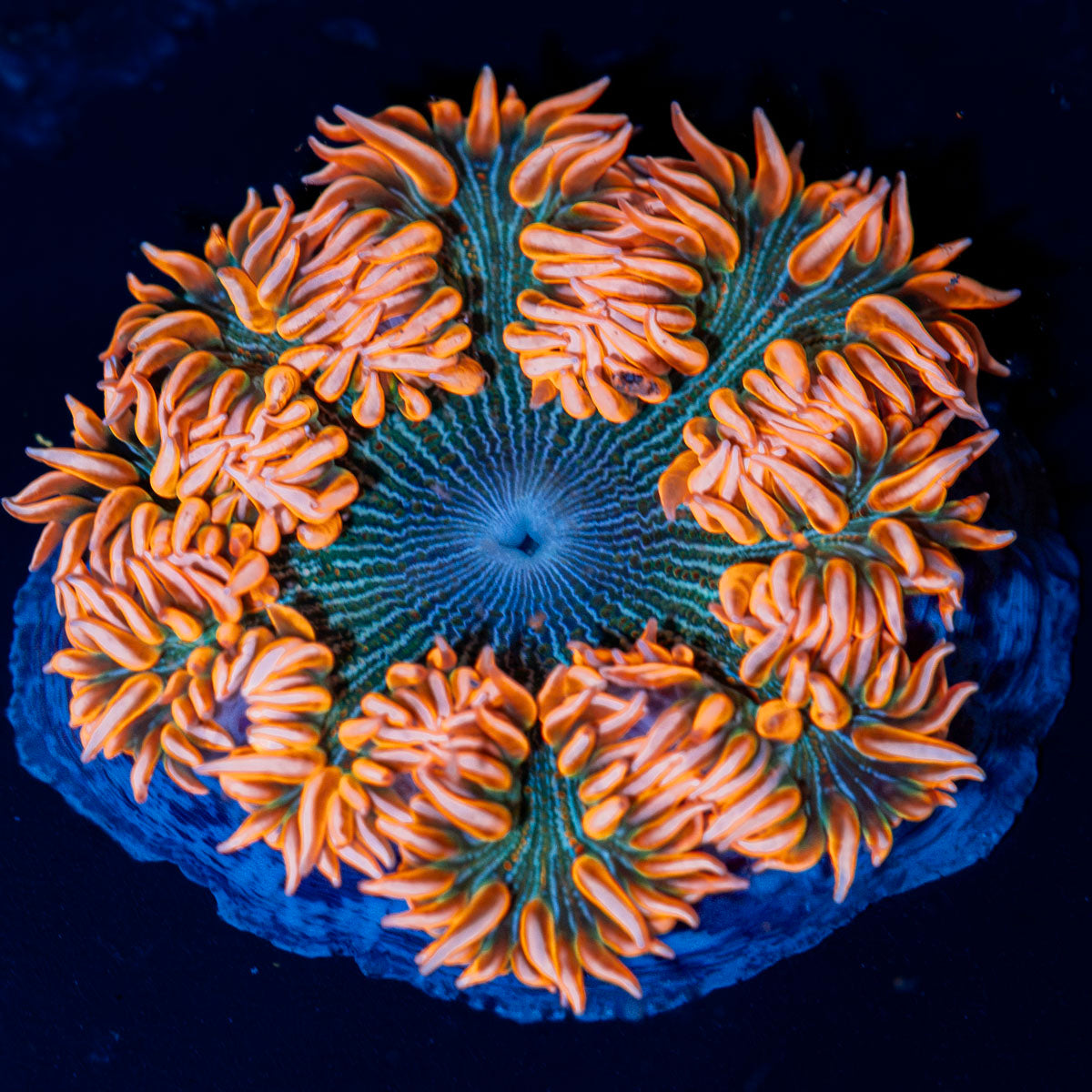 Ultra Rock Flower Anemone with colorful oral disc in reef aquarium