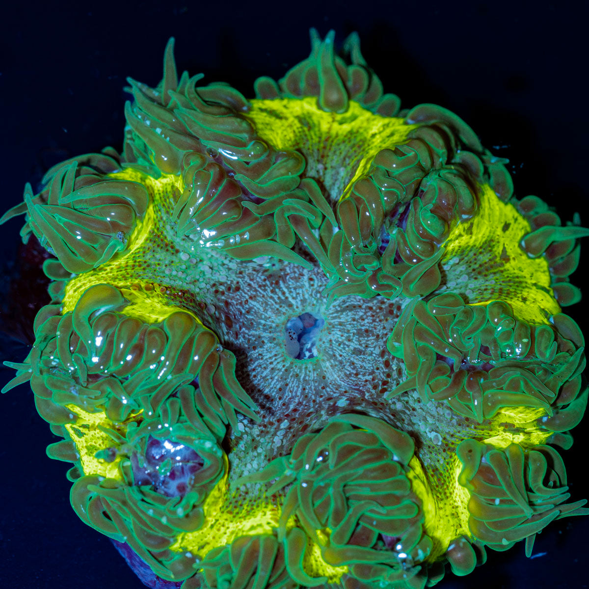 Ultra Rock Flower Anemone with colorful oral disc in reef aquarium