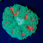 Ultra Rock Flower Anemone with colorful oral disc in reef aquarium