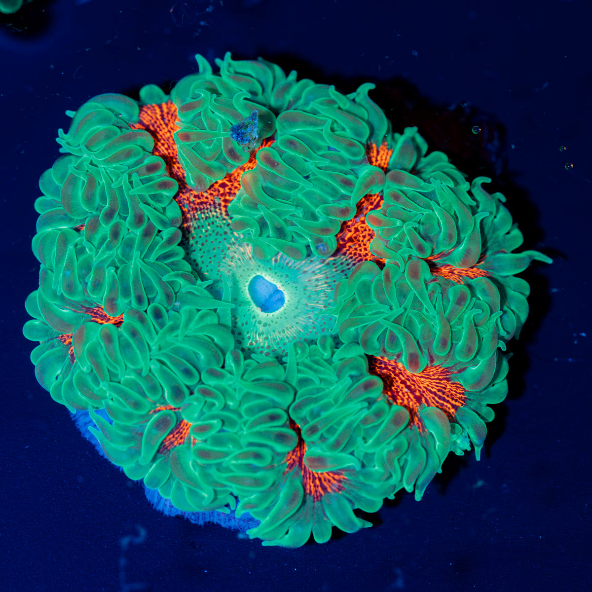 Ultra Rock Flower Anemone with colorful oral disc in reef aquarium