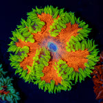 Ultra Rock Flower Anemone with colorful oral disc in reef aquarium