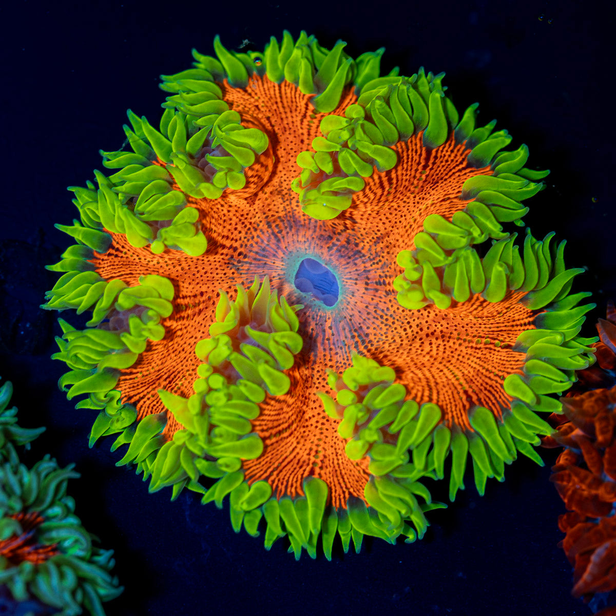 Ultra Rock Flower Anemone with colorful oral disc in reef aquarium