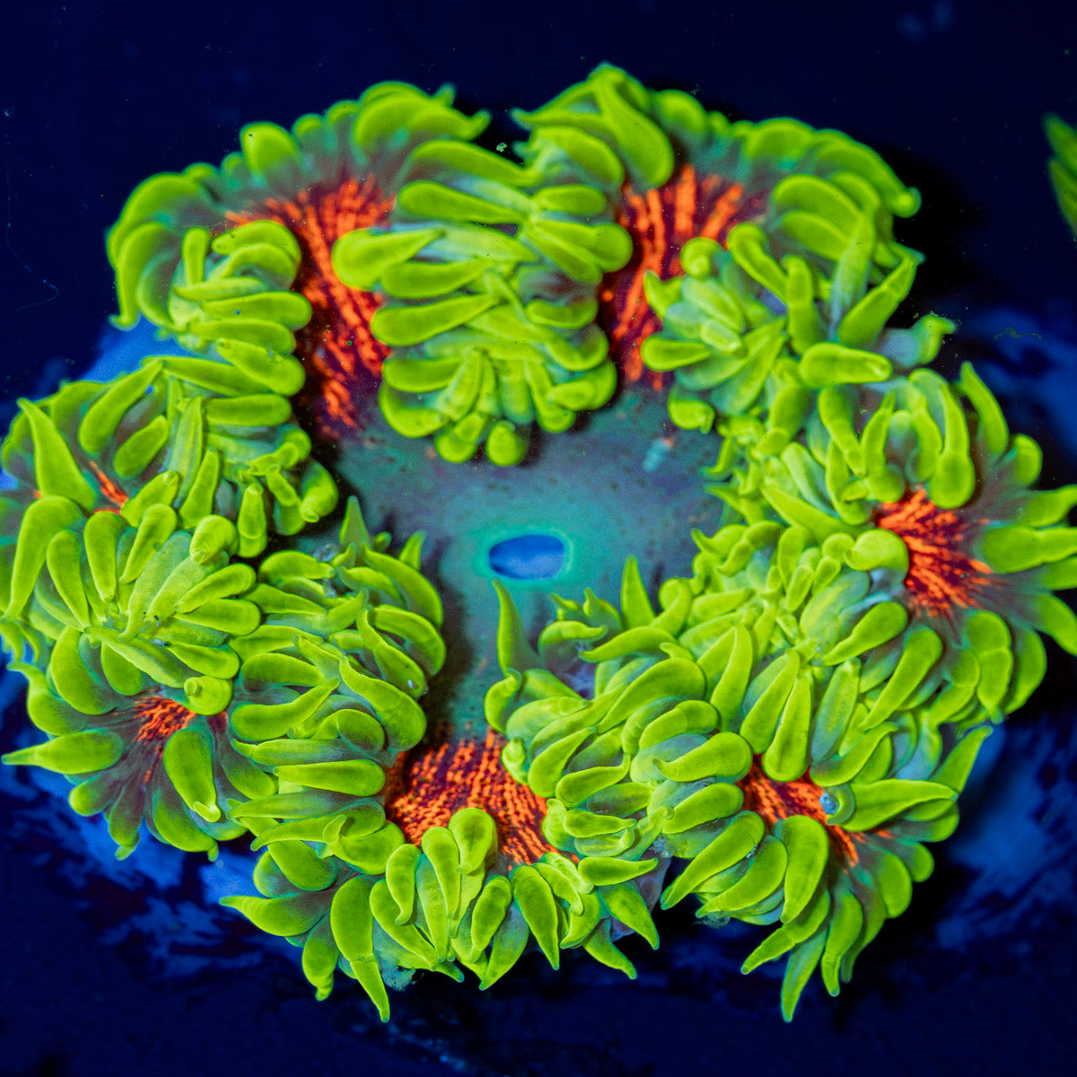 Ultra Rock Flower Anemone with colorful oral disc in reef aquarium