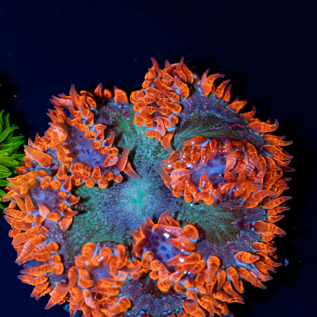 Ultra Rock Flower Anemone with colorful oral disc in reef aquarium