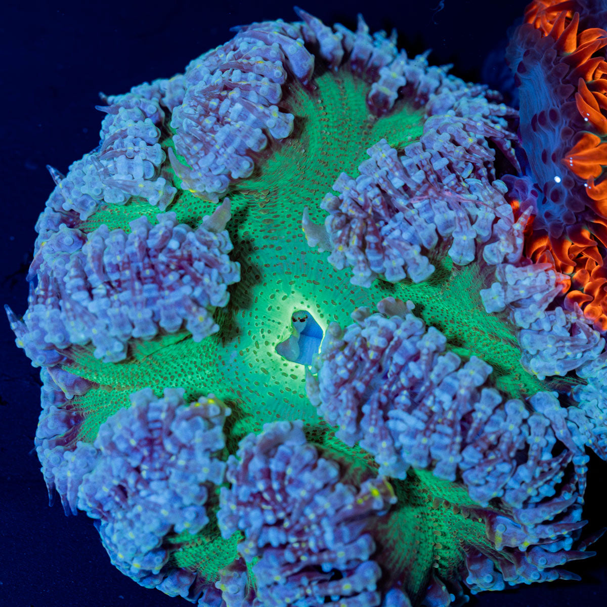 Ultra Rock Flower Anemone with colorful oral disc in reef aquarium