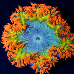 Ultra Rock Flower Anemone with colorful oral disc in reef aquarium