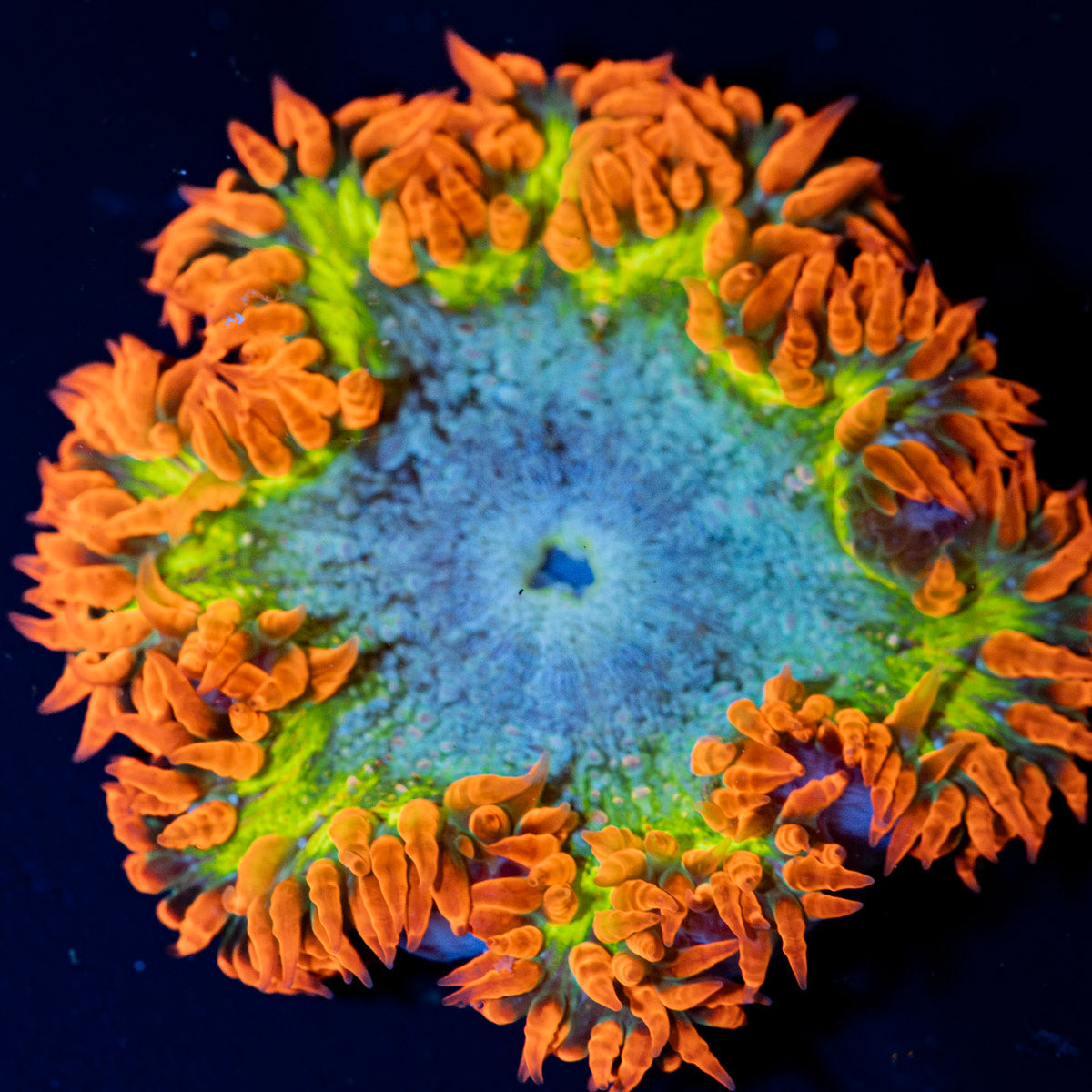 Ultra Rock Flower Anemone with colorful oral disc in reef aquarium