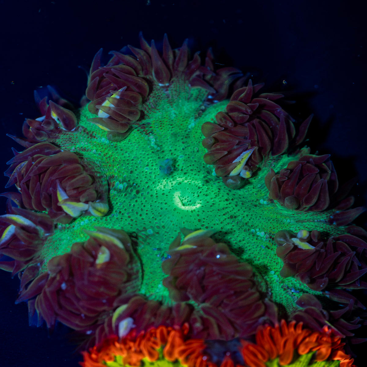 Ultra Rock Flower Anemone with colorful oral disc in reef aquarium