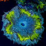 Ultra Rock Flower Anemone with colorful oral disc in reef aquarium