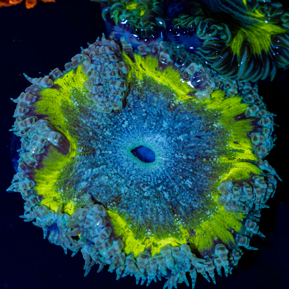 Ultra Rock Flower Anemone with colorful oral disc in reef aquarium