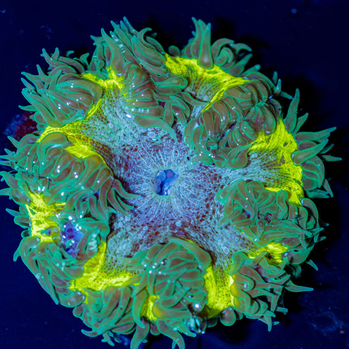 Ultra Rock Flower Anemone with colorful oral disc in reef aquarium