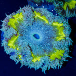 Ultra Rock Flower Anemone with colorful oral disc in reef aquarium