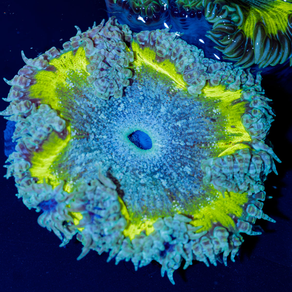 Ultra Rock Flower Anemone with colorful oral disc in reef aquarium