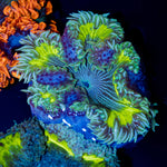 Ultra Rock Flower Anemone with colorful oral disc in reef aquarium