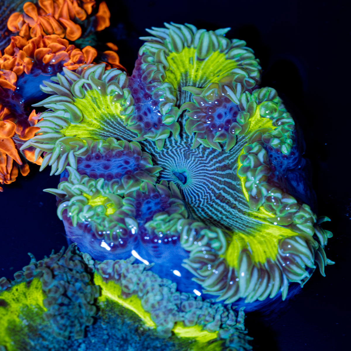 Ultra Rock Flower Anemone with colorful oral disc in reef aquarium